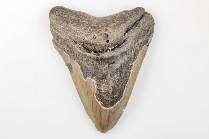 Bargain, Fossil Megalodon Tooth - North Carolina #200719